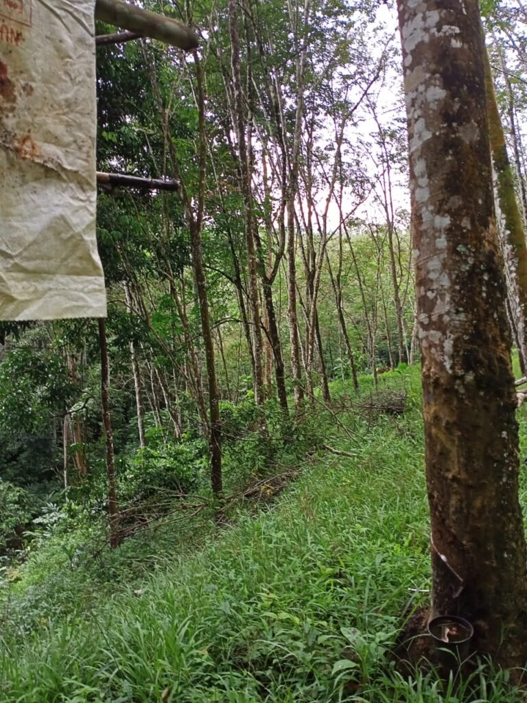 tanah untuk dijual lintang sungai siput perak 10 768x1024