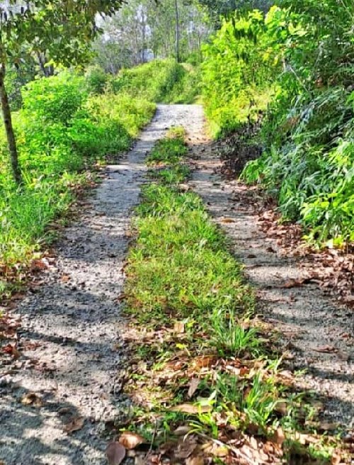 tanah untuk dijual lintang sungai siput perak 4