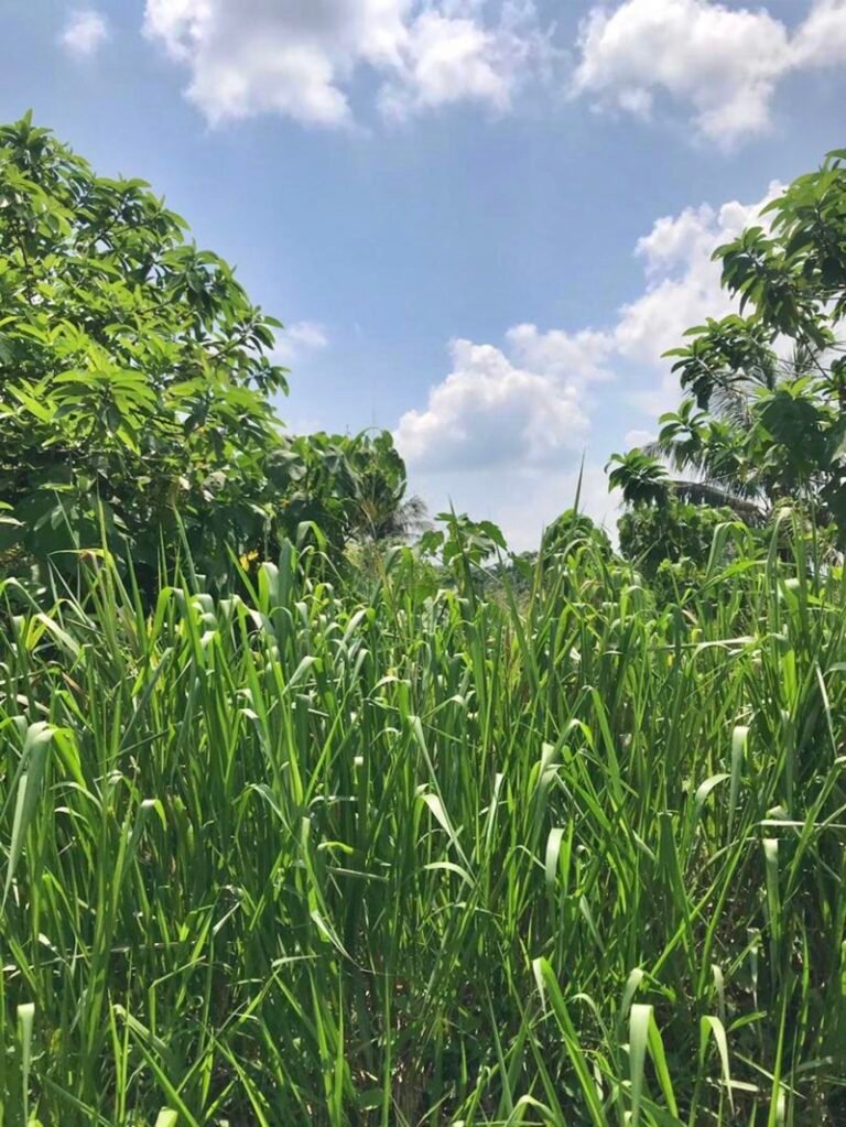 WhatsApp Image 2024 04 26 at 5.25.08 PM 768x1023