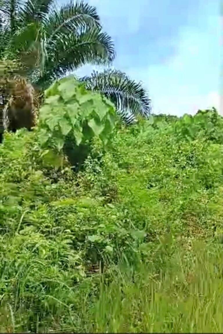 WhatsApp Image 2024 05 23 at 9.47.06 AM 768x1152