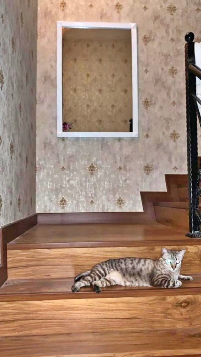 WhatsApp Image 2024 08 15 at 84550 PM 768x1365